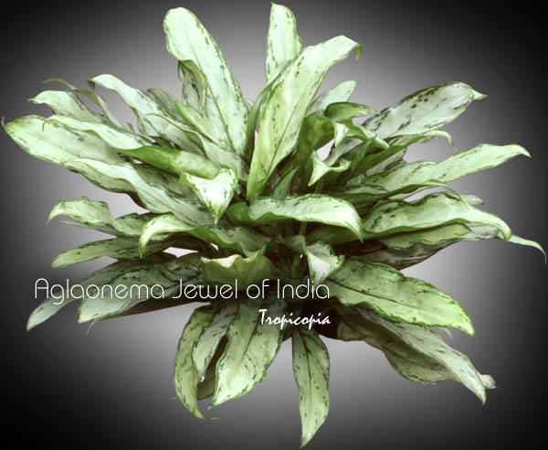 Aglaonema - Aglaonema Jewel of India - Aglaonema - Chinese Evergreen